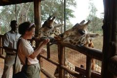 Giraffes in Kenya