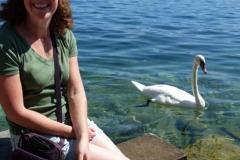 Swans in Switzerland